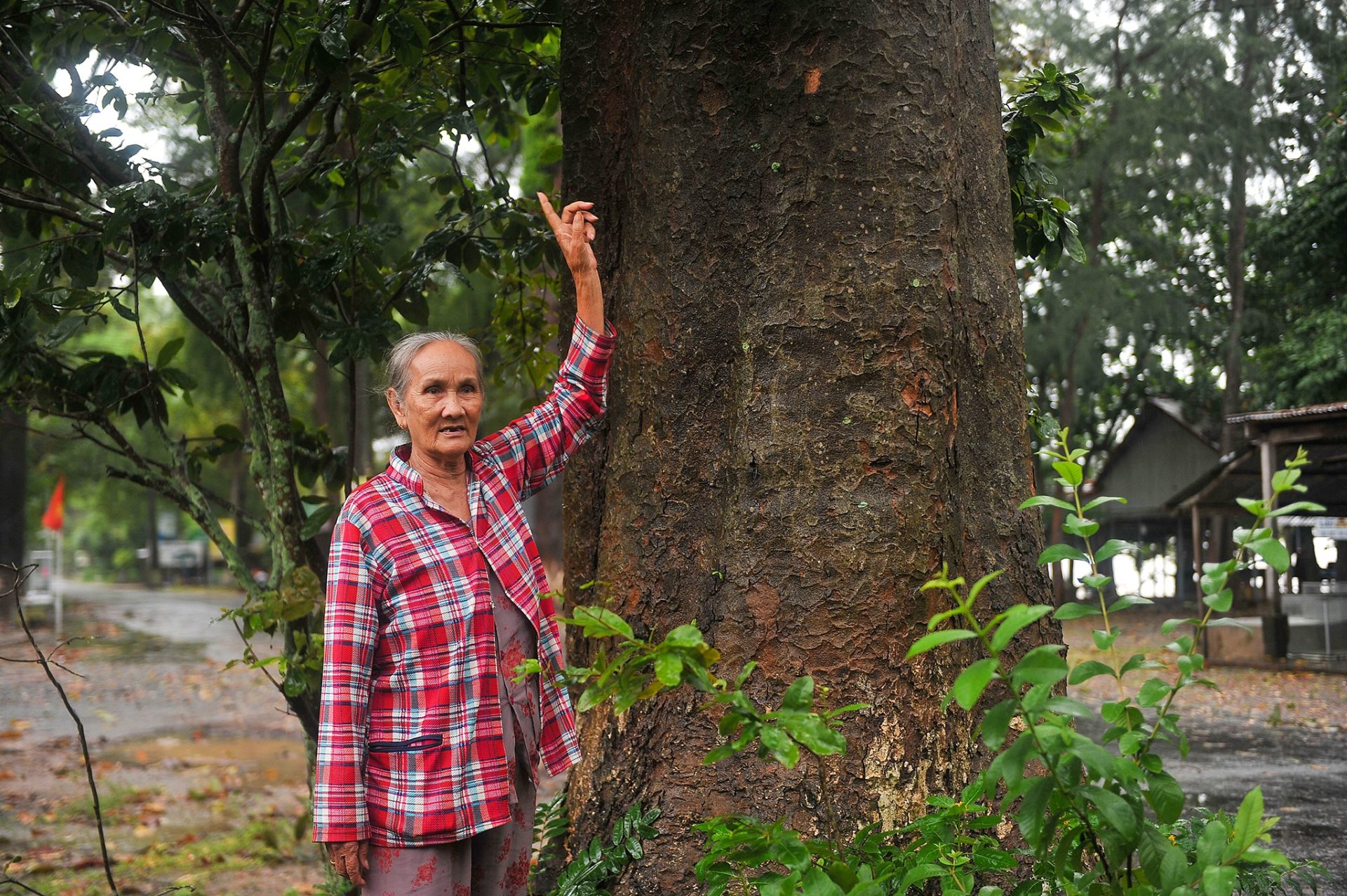 Cung đường rợp bóng cây dầu trăm tuổi ở Kiên Giang