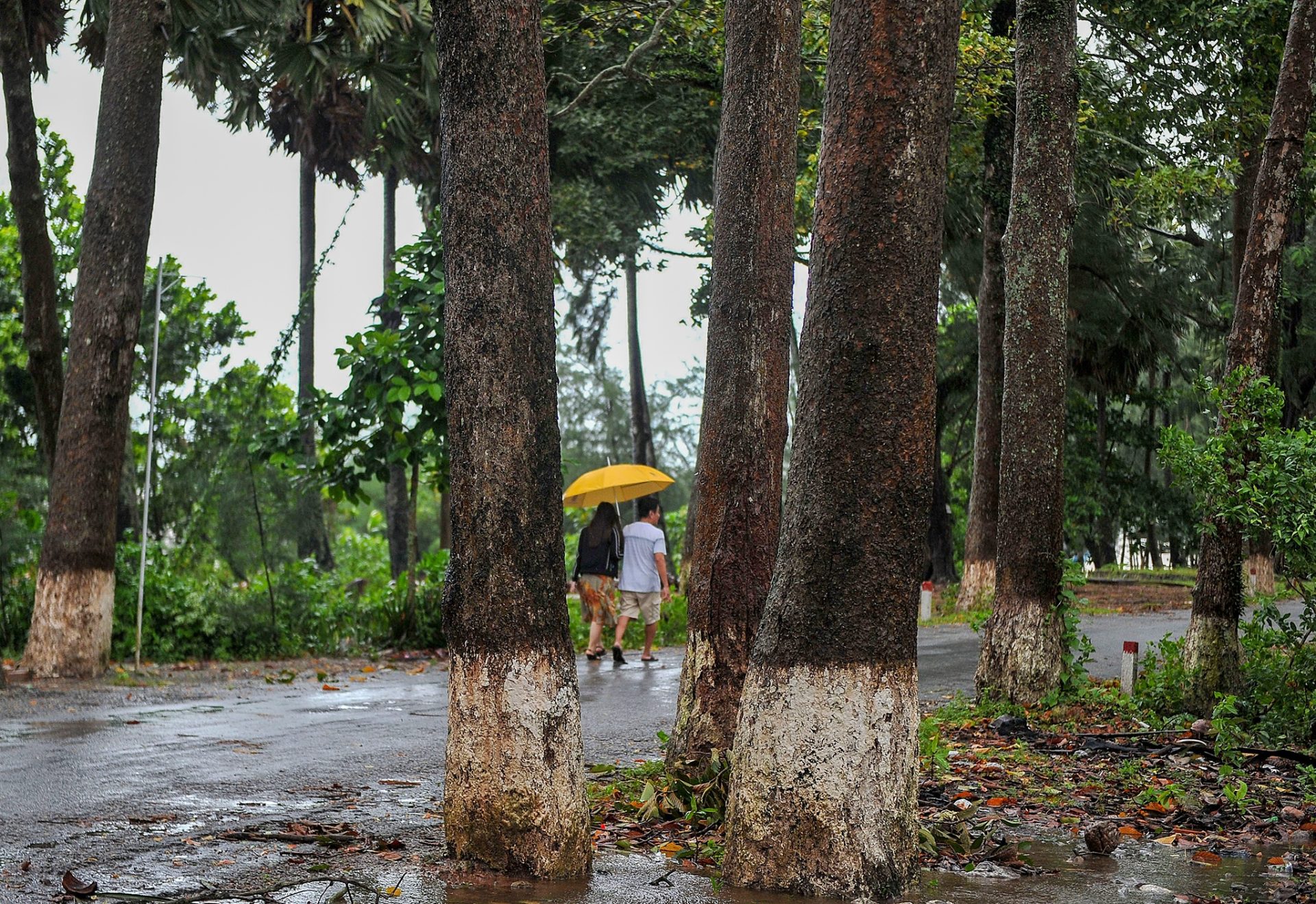 Cung đường rợp bóng cây dầu trăm tuổi ở Kiên Giang