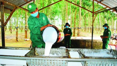 Giữ giá trị cho “vàng trắng” một thời Giữ giá trị cho “vàng trắng” một thời