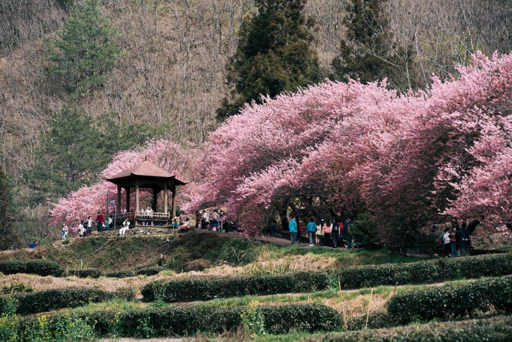 Mùa hoa anh đào ở Đài Loan Mùa hoa anh đào ở Đài Loan