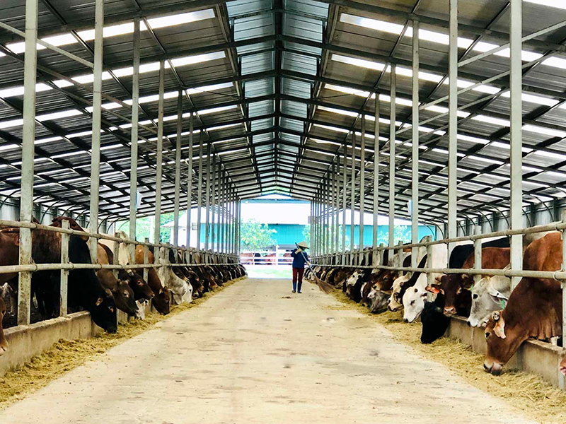 Doanh nghiệp chăn nuôi tuần hoàn 