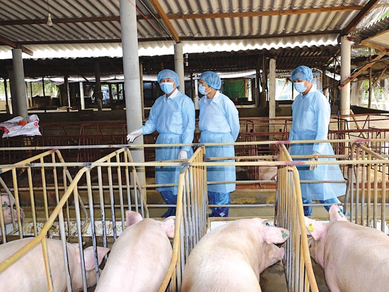 Doanh nghiệp chăn nuôi tuần hoàn 