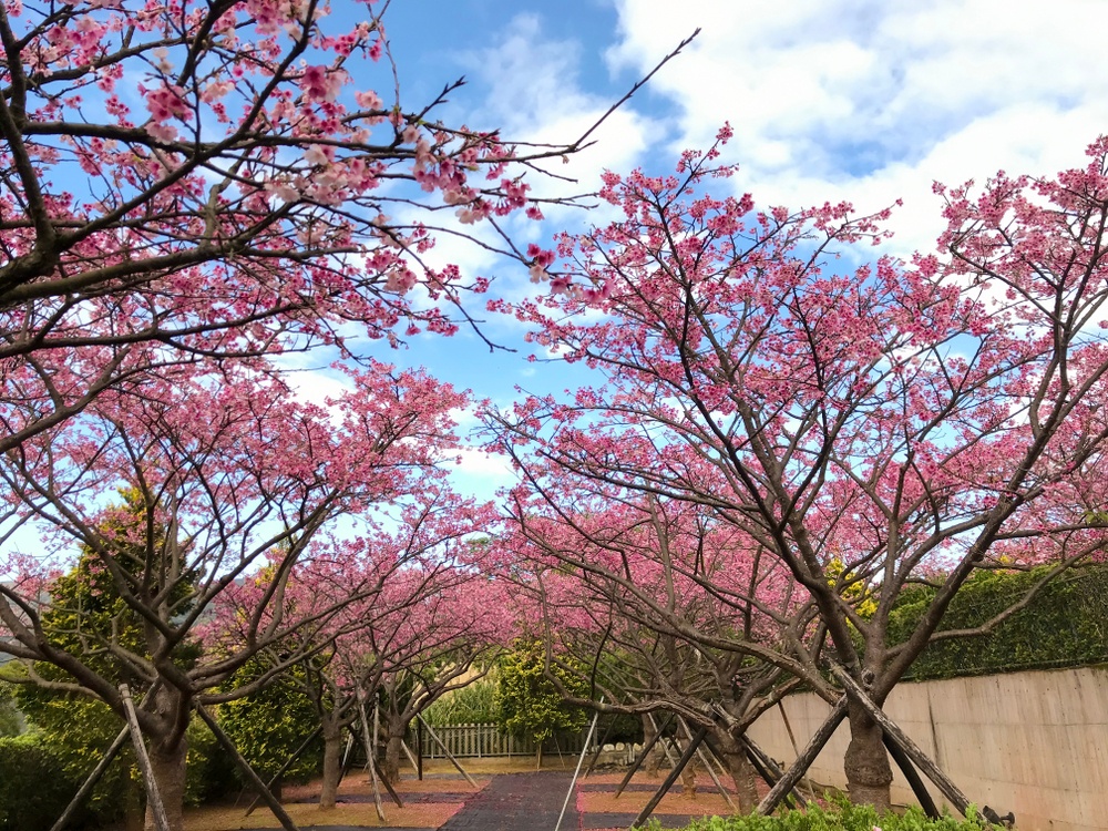 Mùa hoa anh đào ở Đài Loan Mùa hoa anh đào ở Đài Loan