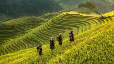 Ngắm Mù Cang Chải vào vụ mùa