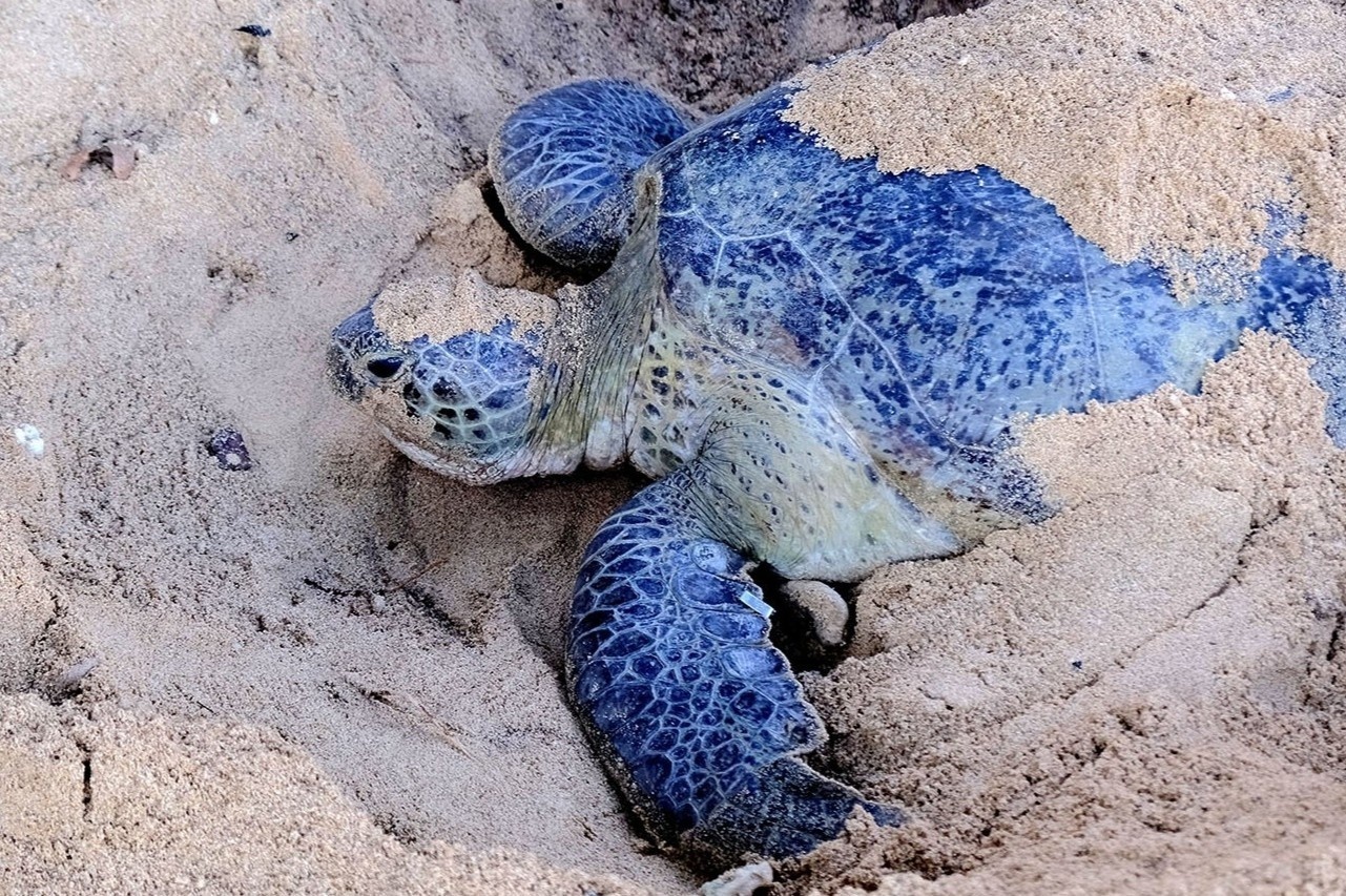 Tìm về thiên nhiên ở Côn Đảo