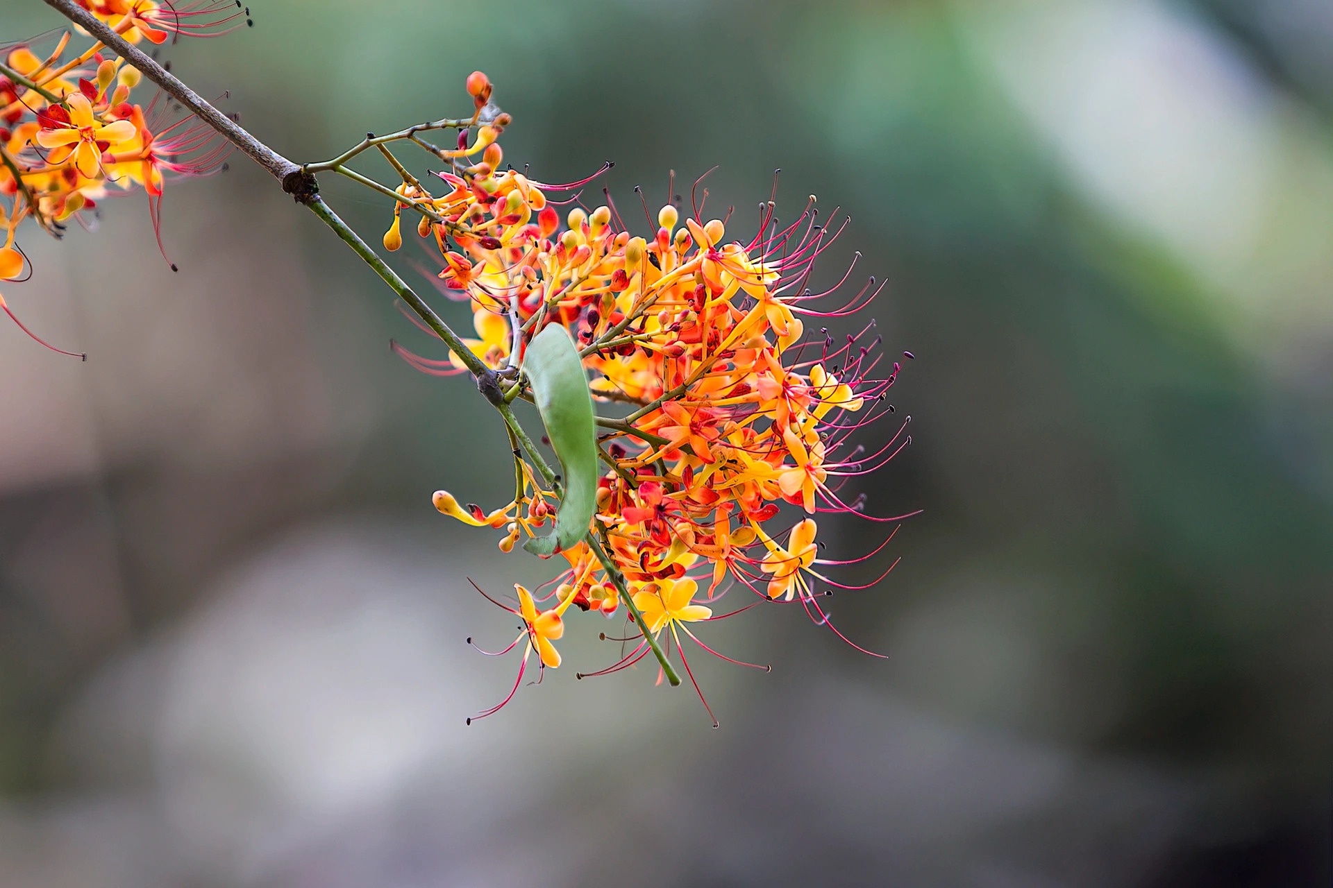 Hoa vàng anh khoe sắc ở vườn quốc gia Phong Nha - Kẻ Bàng Hoa vàng anh khoe sắc ở vườn quốc gia Phong Nha - Kẻ Bàng