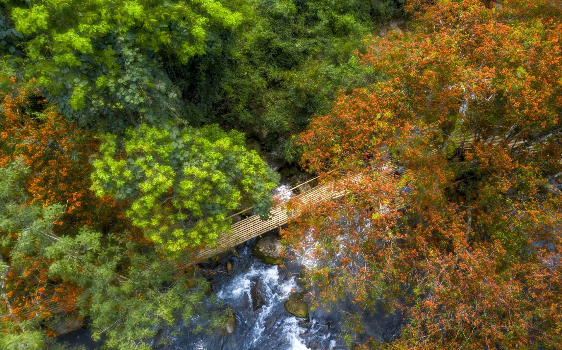 Hoa vàng anh khoe sắc ở vườn quốc gia Phong Nha - Kẻ Bàng Hoa vàng anh khoe sắc ở vườn quốc gia Phong Nha - Kẻ Bàng