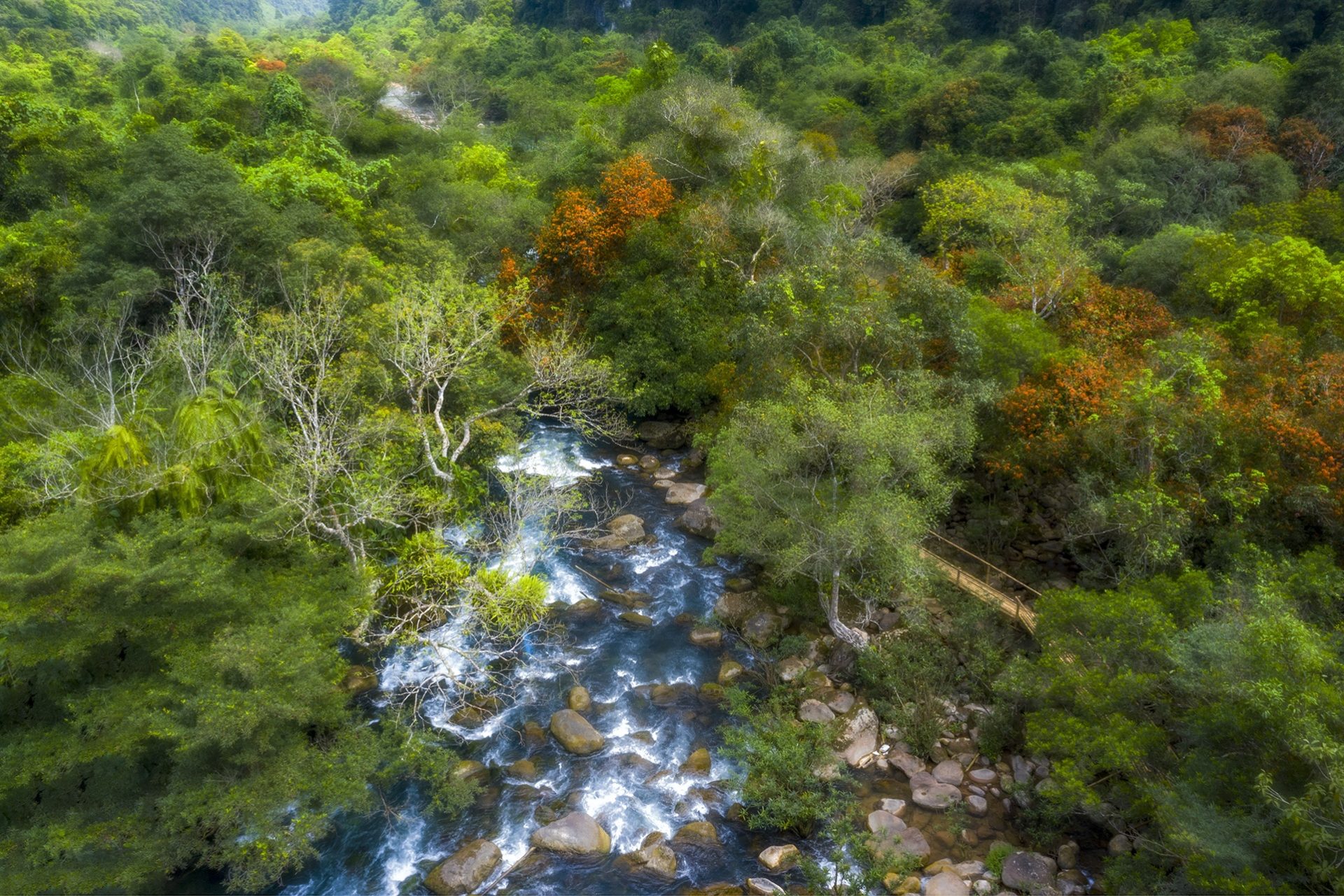 Hoa vàng anh khoe sắc ở vườn quốc gia Phong Nha - Kẻ Bàng Hoa vàng anh khoe sắc ở vườn quốc gia Phong Nha - Kẻ Bàng