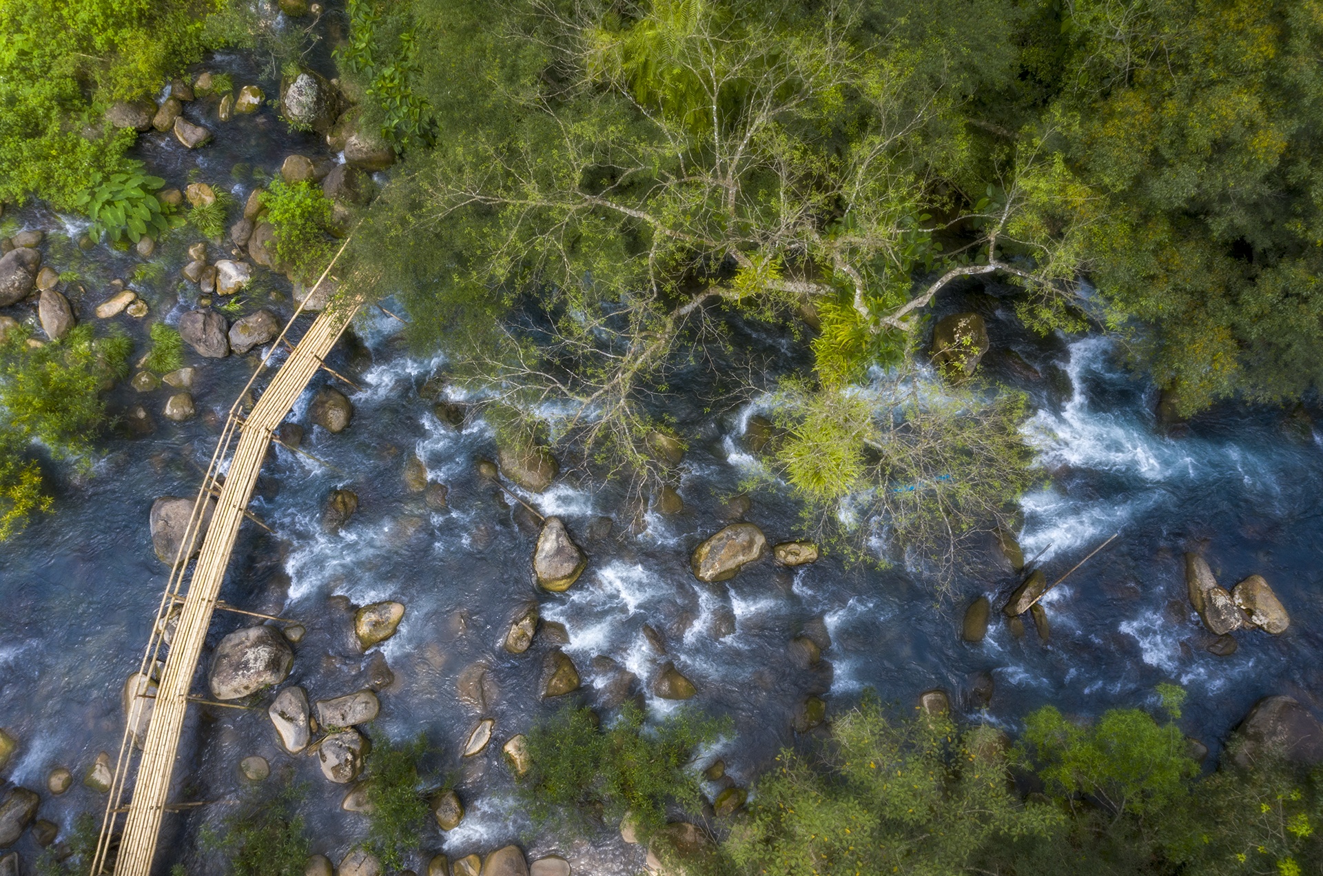 Hoa vàng anh khoe sắc ở vườn quốc gia Phong Nha - Kẻ Bàng Hoa vàng anh khoe sắc ở vườn quốc gia Phong Nha - Kẻ Bàng