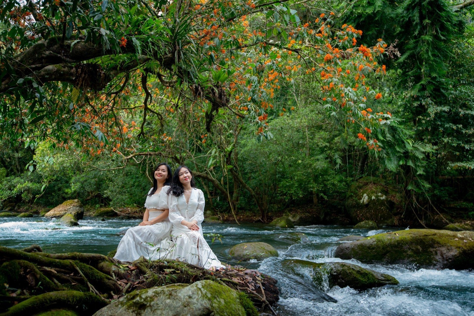 Hoa vàng anh khoe sắc ở vườn quốc gia Phong Nha - Kẻ Bàng Hoa vàng anh khoe sắc ở vườn quốc gia Phong Nha - Kẻ Bàng