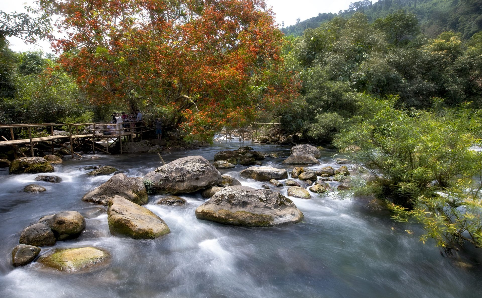 Hoa vàng anh khoe sắc ở vườn quốc gia Phong Nha - Kẻ Bàng