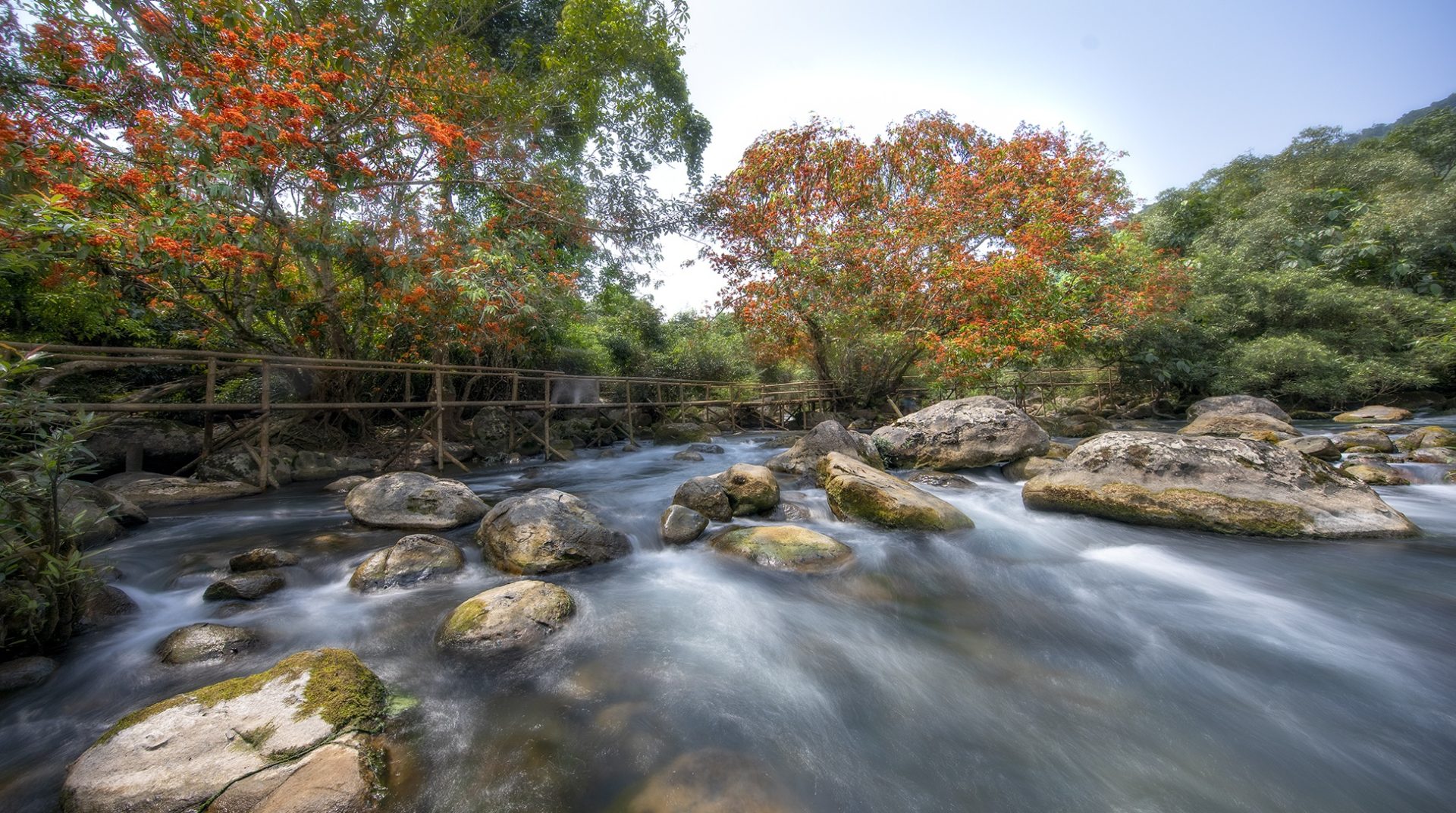 Hoa vàng anh khoe sắc ở vườn quốc gia Phong Nha - Kẻ Bàng Hoa vàng anh khoe sắc ở vườn quốc gia Phong Nha - Kẻ Bàng