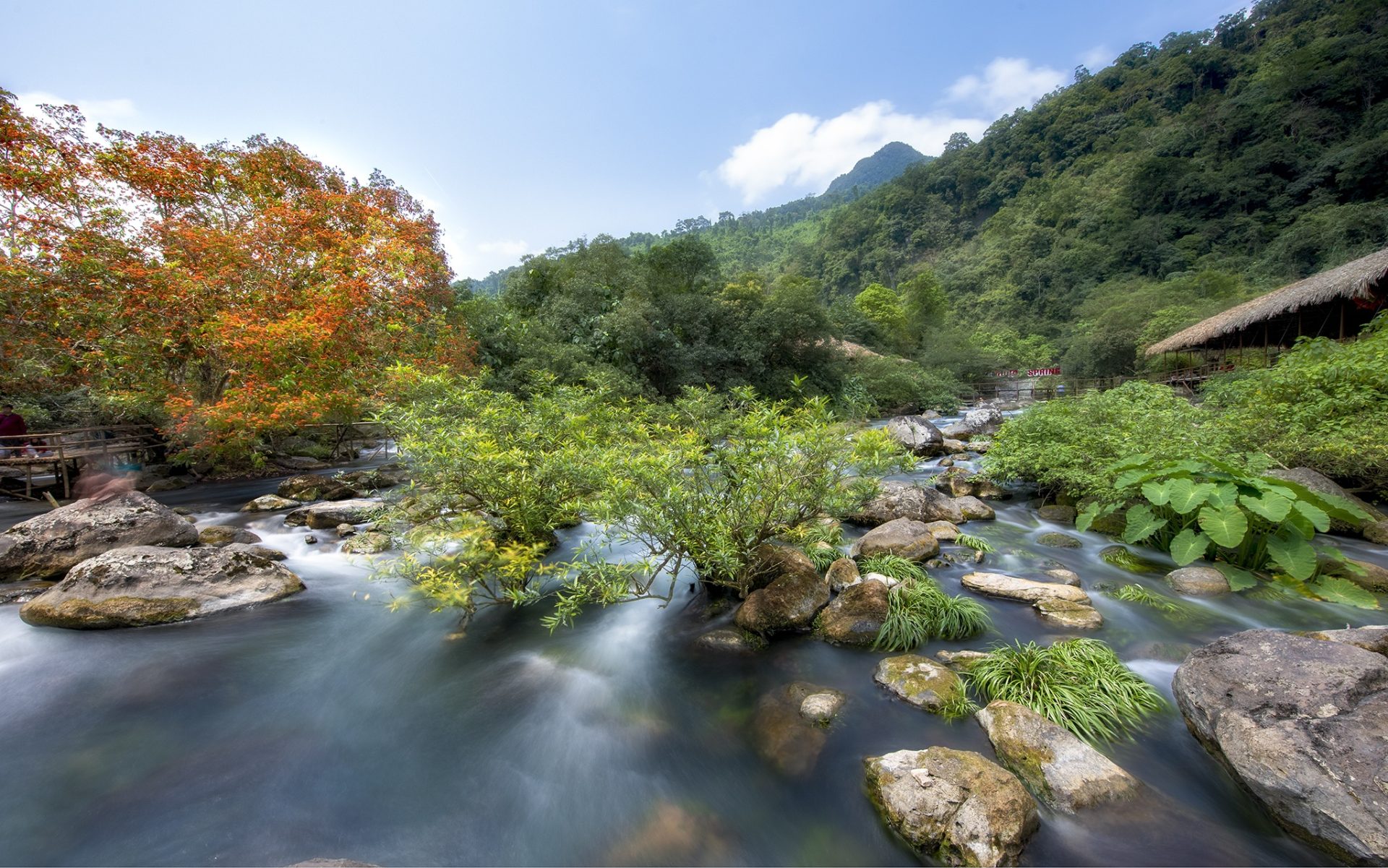 Hoa vàng anh khoe sắc ở vườn quốc gia Phong Nha - Kẻ Bàng Hoa vàng anh khoe sắc ở vườn quốc gia Phong Nha - Kẻ Bàng