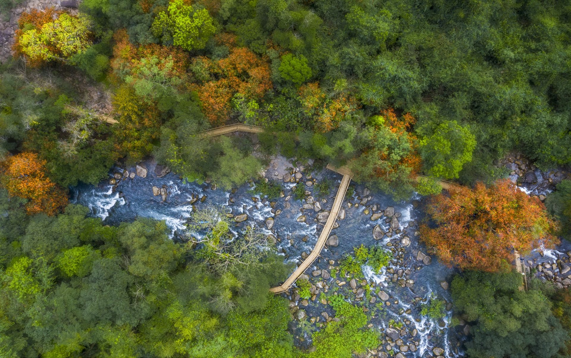 Hoa vàng anh khoe sắc ở vườn quốc gia Phong Nha - Kẻ Bàng Hoa vàng anh khoe sắc ở vườn quốc gia Phong Nha - Kẻ Bàng