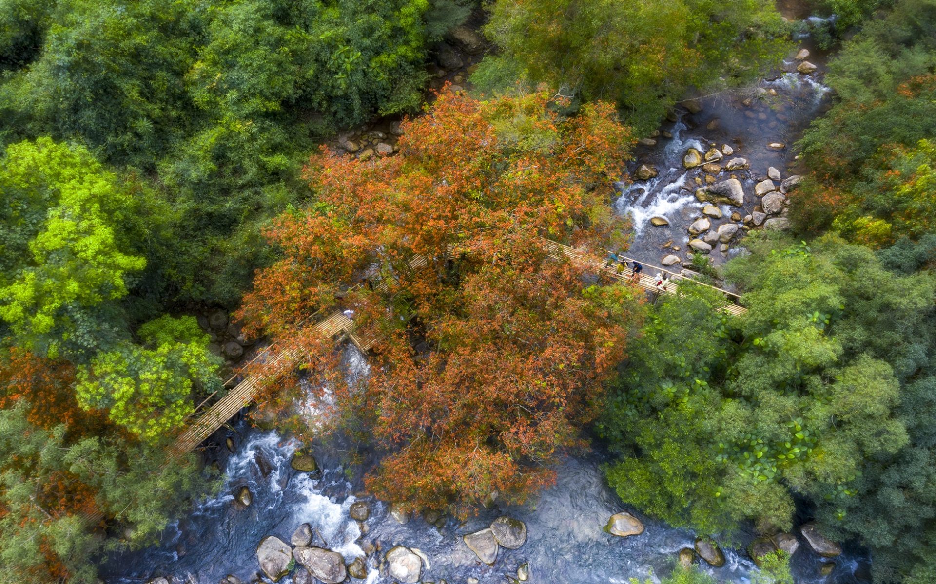 Hoa vàng anh khoe sắc ở vườn quốc gia Phong Nha - Kẻ Bàng