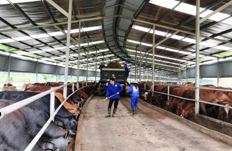 Kinh tế tuần hoàn trong ngành chăn nuôi