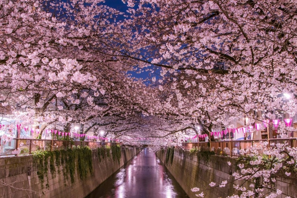 Lượng du khách Việt Nam tới Nhật Bản cao kỷ lục Lượng du khách Việt Nam tới Nhật Bản cao kỷ lục