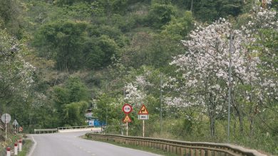 Mùa hoa ban ở Mộc Châu Mùa hoa ban ở Mộc Châu