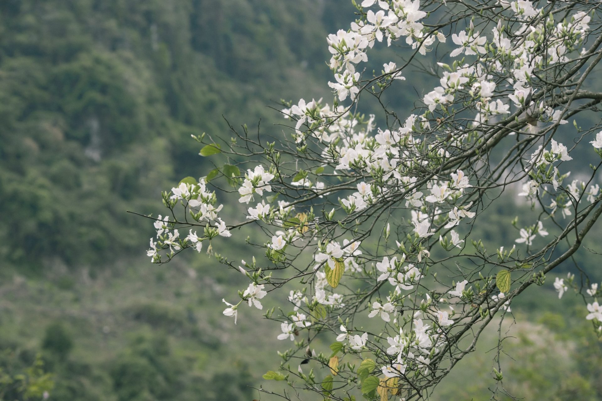 Mùa hoa ban ở Mộc Châu