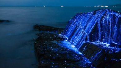 5 bãi biển rực sáng về đêm