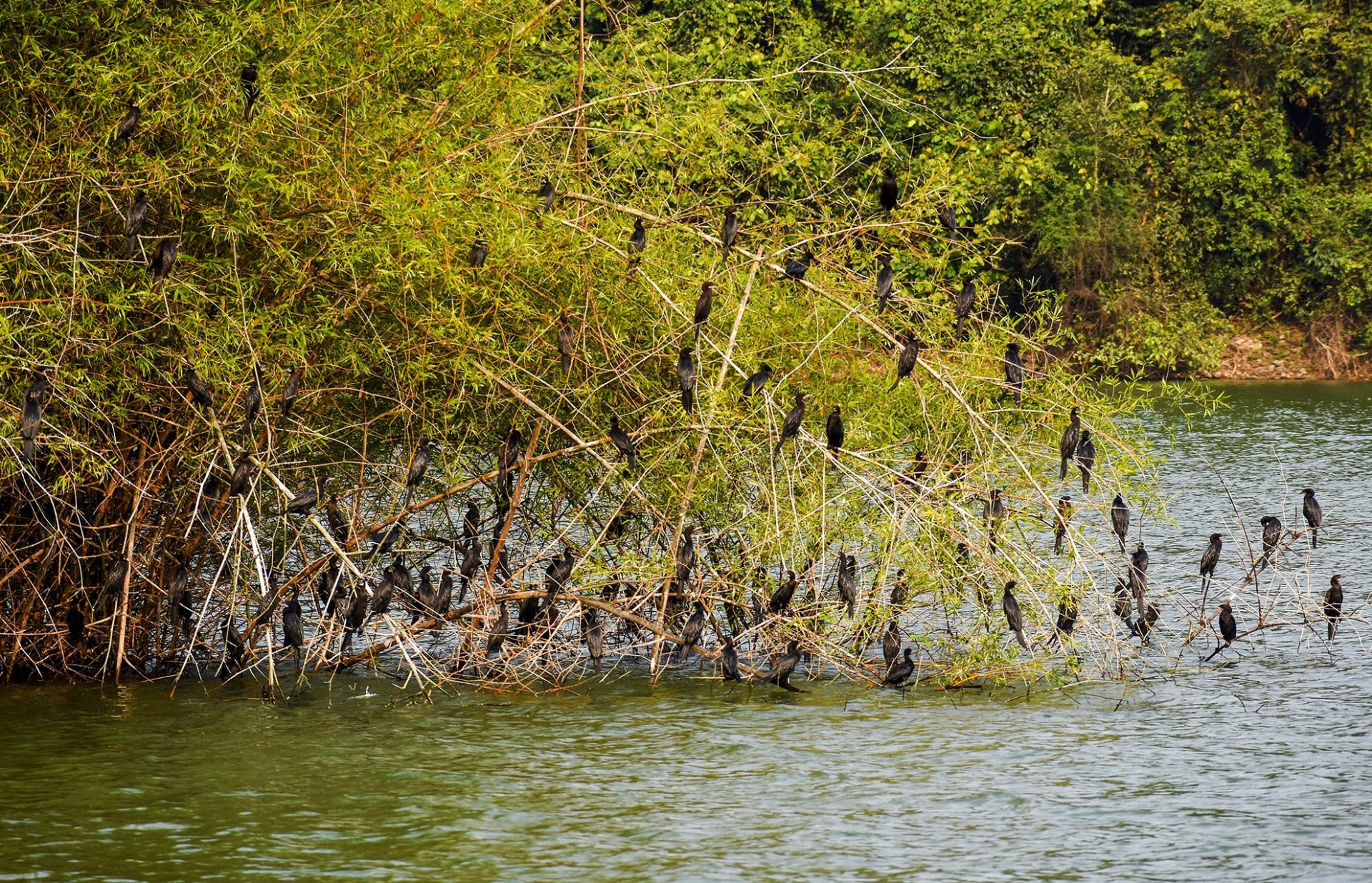 Hoàng hôn huyền ảo trên hồ nước ngọt giữa rừng Quảng Ngãi