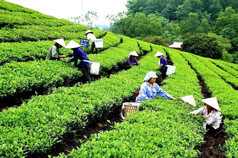 Du lịch cộng đồng gắn với OCOP Du lịch cộng đồng gắn với OCOP