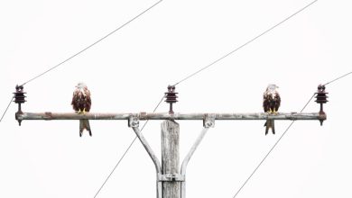 Tác phẩm thắng giải Nhiếp ảnh Thiên nhiên Đức 2023 Tác phẩm thắng giải Nhiếp ảnh Thiên nhiên Đức 2023