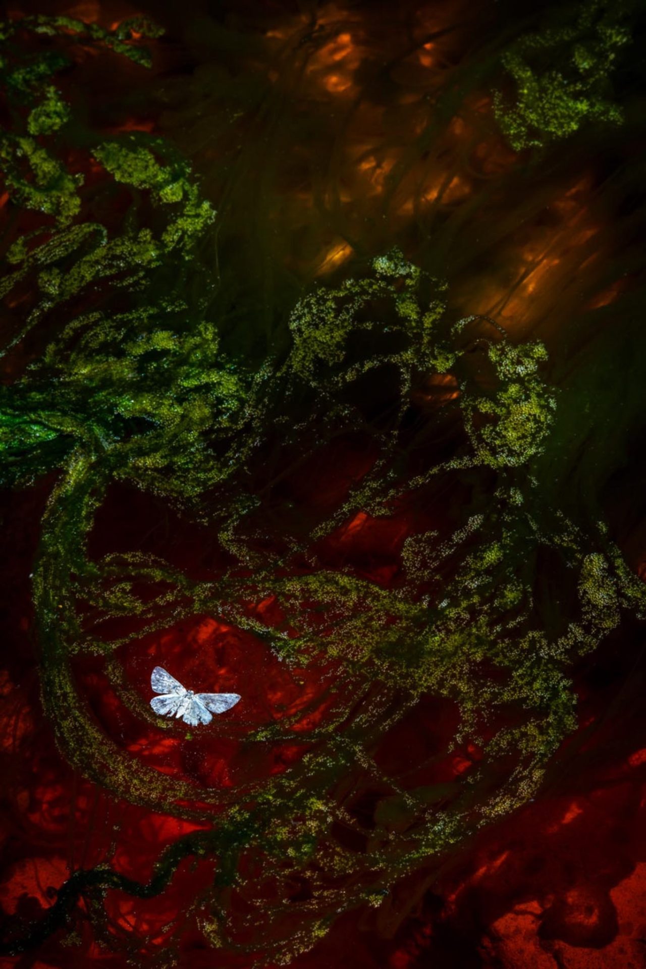 Tác phẩm thắng giải Nhiếp ảnh Thiên nhiên Đức 2023