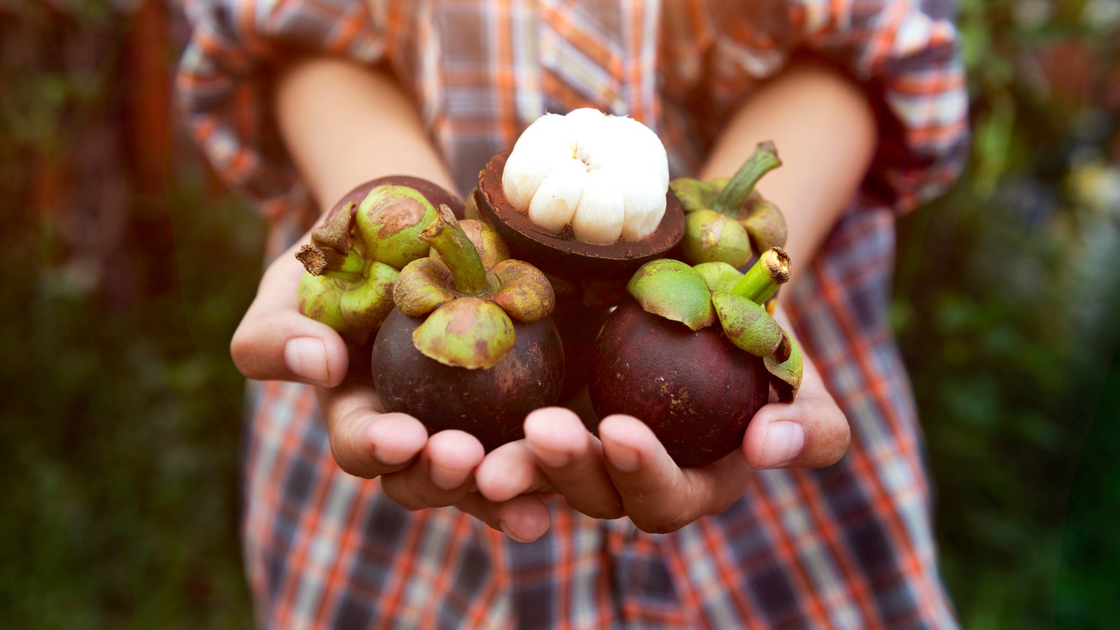 10 lợi ích bất ngờ của măng cụt 10 lợi ích bất ngờ của măng cụt