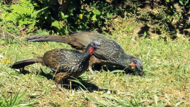 Cà phê phân chim ở Brazil Cà phê phân chim ở Brazil