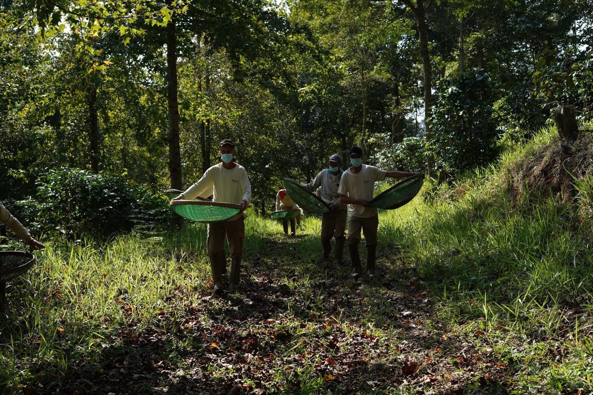 Cà phê phân chim ở Brazil