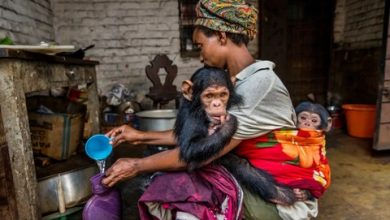 Ảnh tinh tinh quấn người thắng giải nhiếp ảnh hoang dã Ảnh tinh tinh quấn người thắng giải nhiếp ảnh hoang dã