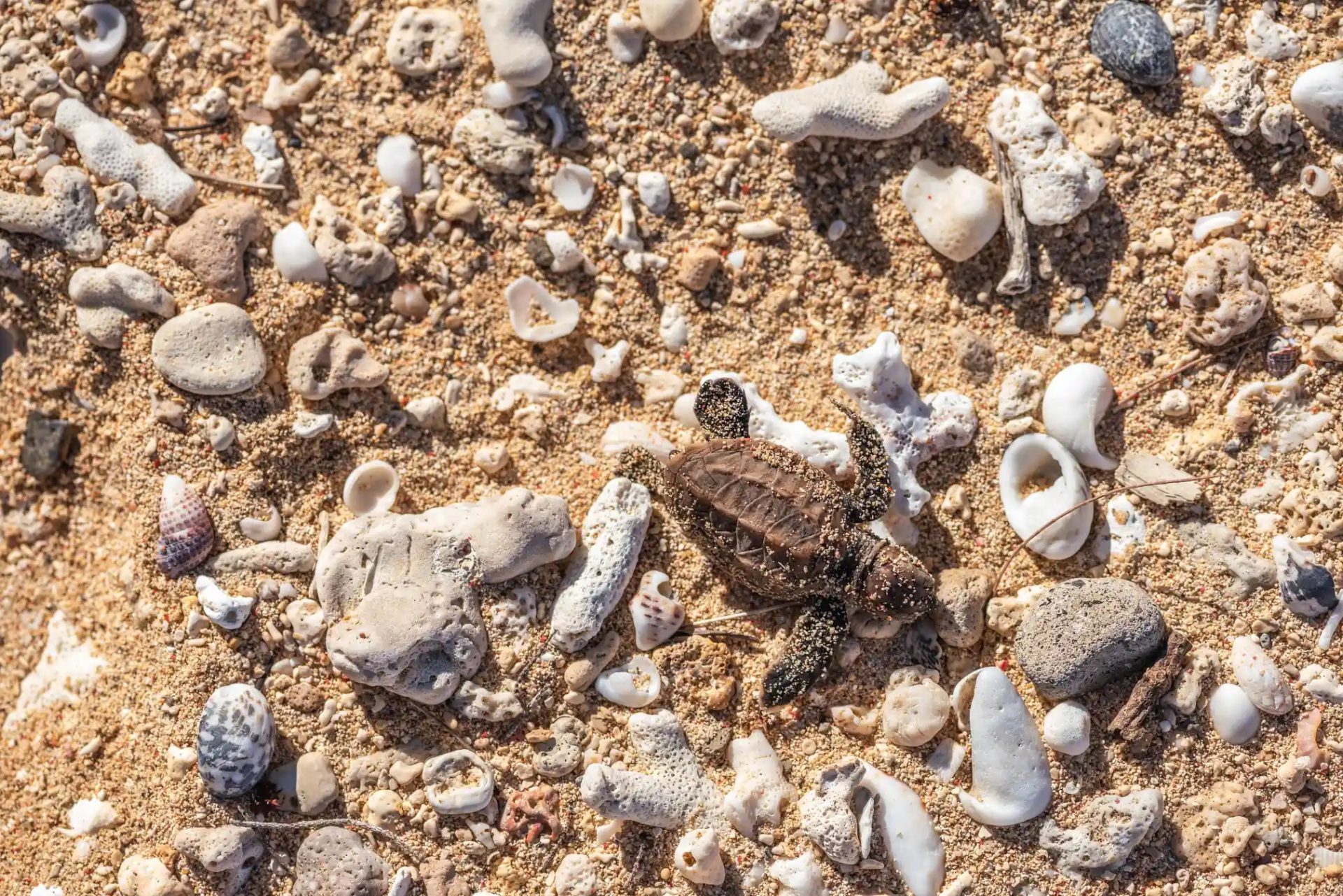 Bảo tồn rùa biển ở quốc đảo Fiji Bảo tồn rùa biển ở quốc đảo Fiji