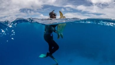 Bảo tồn rùa biển ở quốc đảo Fiji Bảo tồn rùa biển ở quốc đảo Fiji