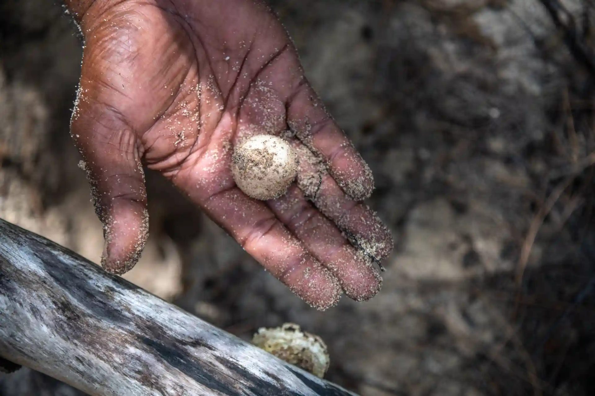Bảo tồn rùa biển ở quốc đảo Fiji Bảo tồn rùa biển ở quốc đảo Fiji