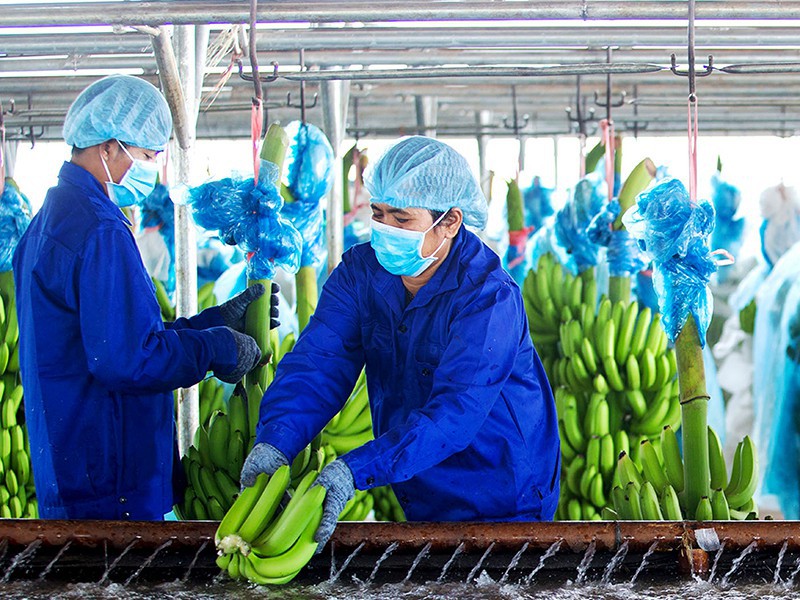 Mảng chăn nuôi heo của HAG: Kỳ vọng từ Lê Me Mảng chăn nuôi heo của HAG: Kỳ vọng từ Lê Me