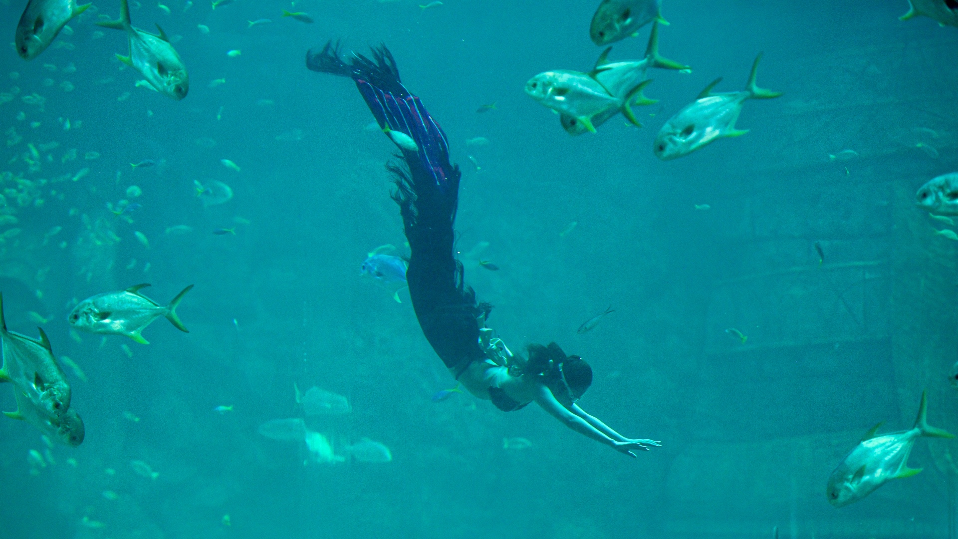 Một ngày của 'nàng tiên cá' ở Phú Quốc