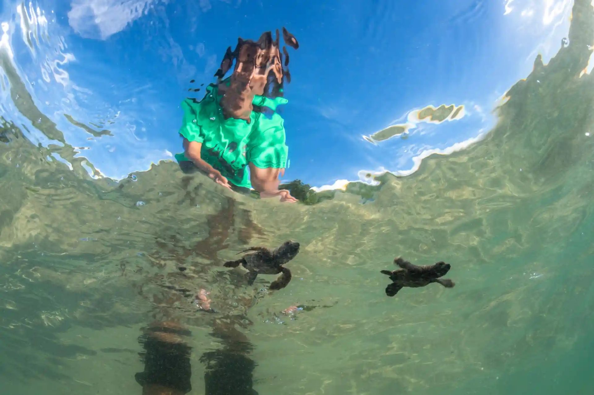 Bảo tồn rùa biển ở quốc đảo Fiji Bảo tồn rùa biển ở quốc đảo Fiji