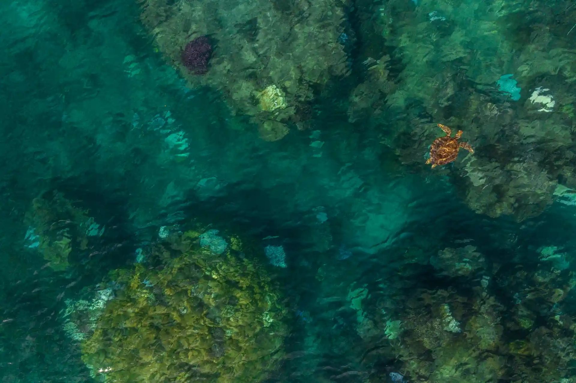 Bảo tồn rùa biển ở quốc đảo Fiji Bảo tồn rùa biển ở quốc đảo Fiji