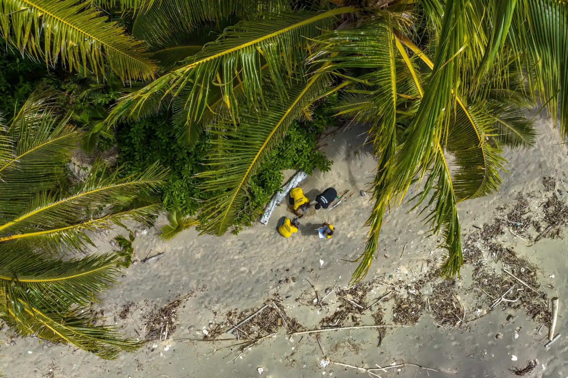 Bảo tồn rùa biển ở quốc đảo Fiji Bảo tồn rùa biển ở quốc đảo Fiji