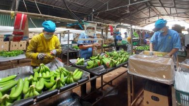 Tạo thuận lợi và thông quan ngay nông sản xuất khẩu