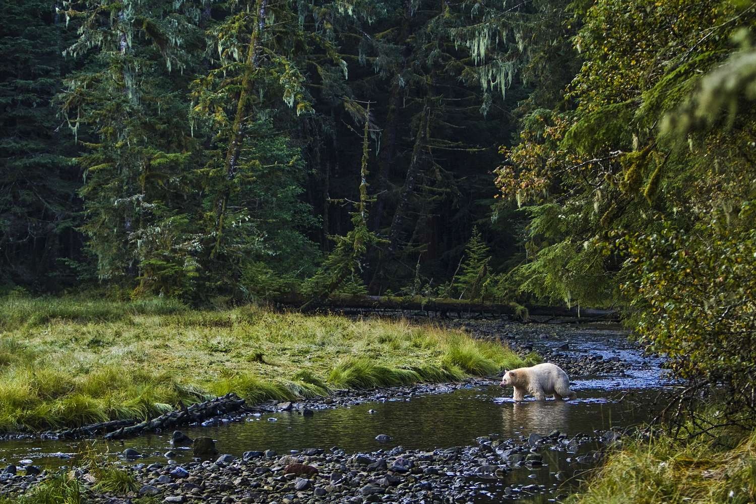 6 khu rừng mưa đẹp nhất thế giới