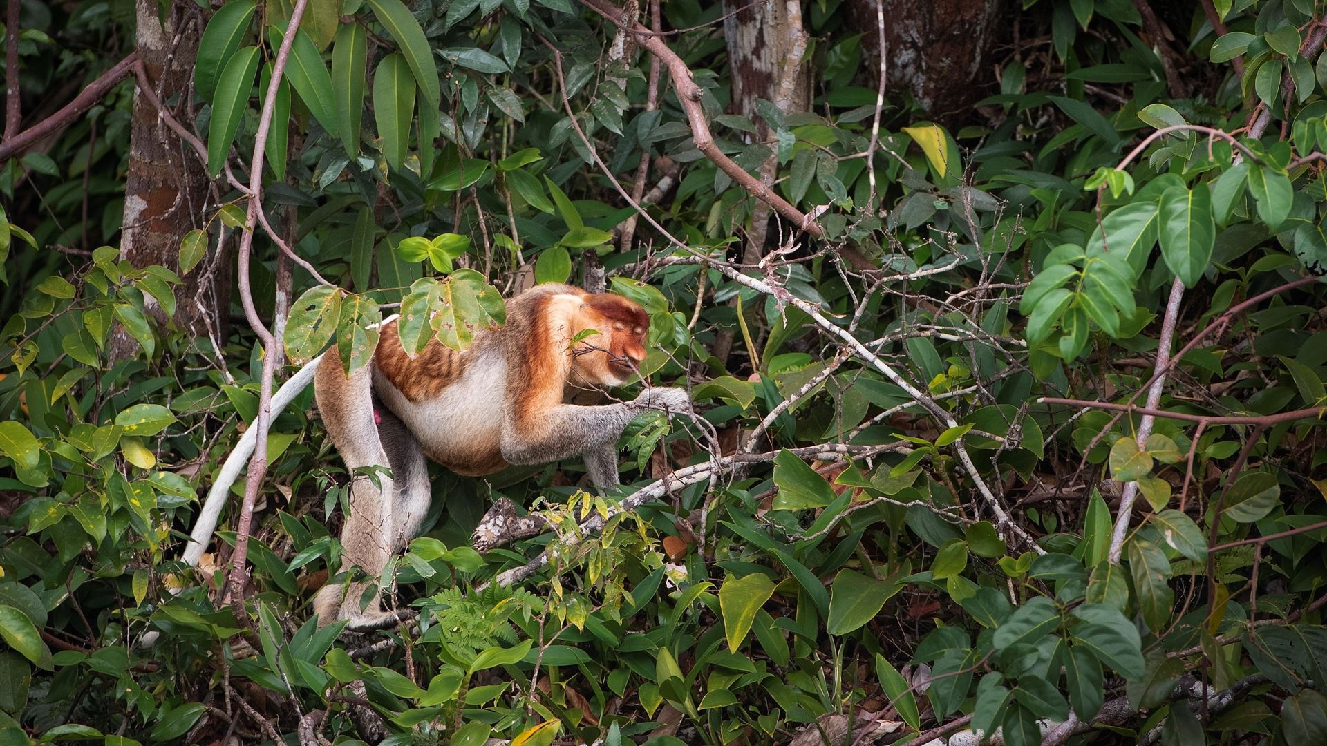 6 khu rừng mưa đẹp nhất thế giới