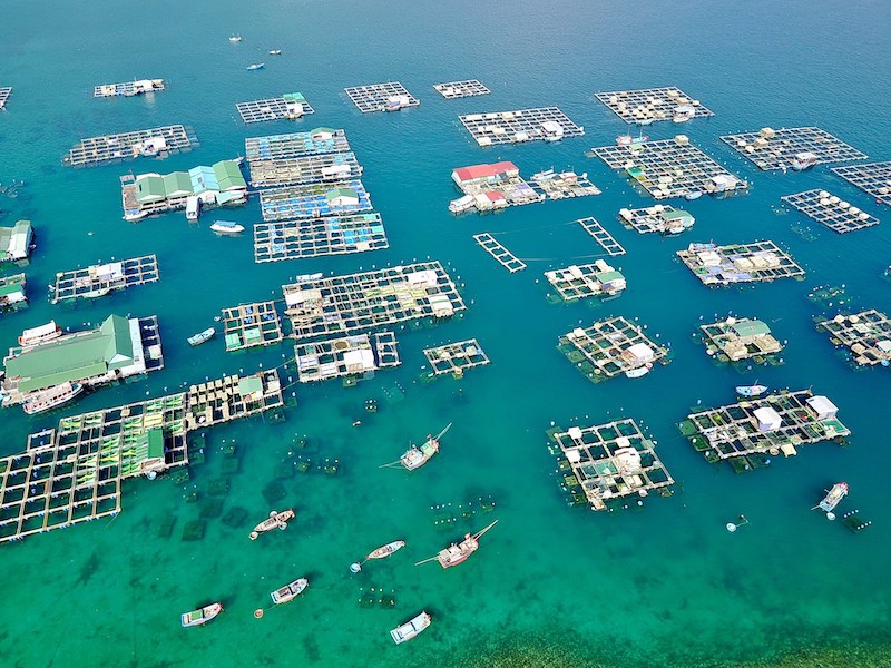 Nhiều rào cản hạn chế phát triển ngành nuôi biển