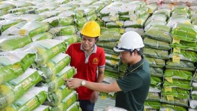 “Dò sóng” cổ phiếu lúa gạo