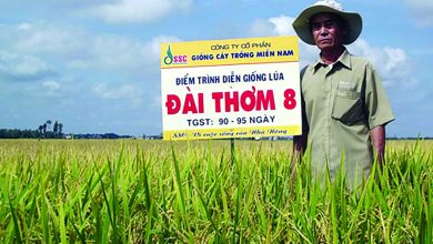 Bảo hộ giống cây trồng Việt Nam vẫn còn hạn chế Bảo hộ giống cây trồng Việt Nam vẫn còn hạn chế
