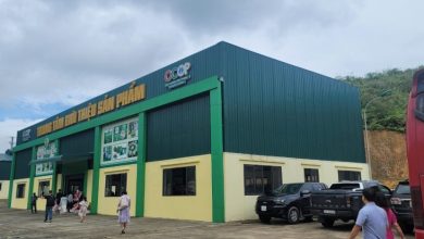 Xây dựng chuỗi liên kết: “Chìa khóa” thúc đẩy phát triển nông nghiệp bền vững