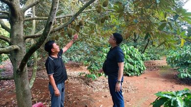 Quản chặt mã vùng trồng để bảo vệ thương hiệu nông sản Việt