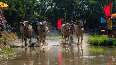 Đặc sắc lễ hội đua bò của đồng bào Khmer