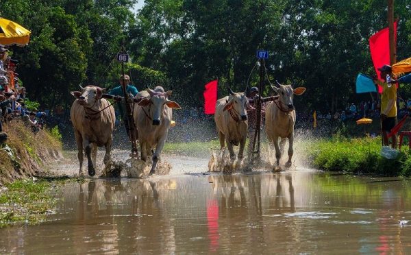 Đặc sắc lễ hội đua bò của đồng bào Khmer